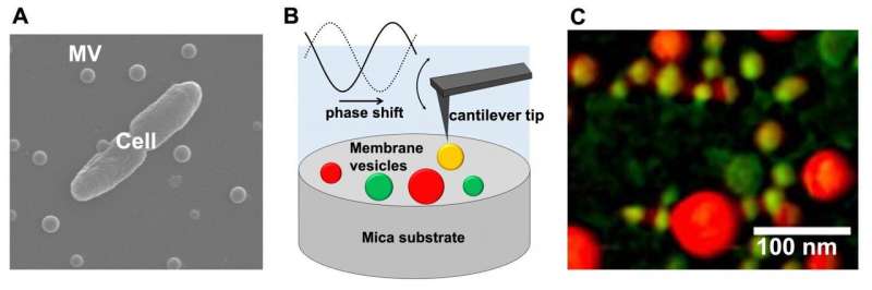 Atomic force microscopy reveals high heterogeneity in bacterial membrane vesicles
