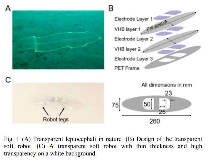 A transparent artificial muscle to enable camouflaging in soft robots