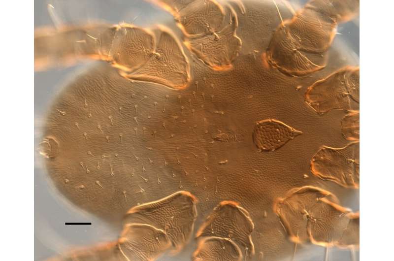 A TSU biologist has found a rare species of tick