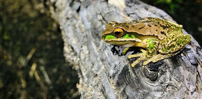 Australians recorded frog calls on their smartphones after the bushfires – and the results are remarkable