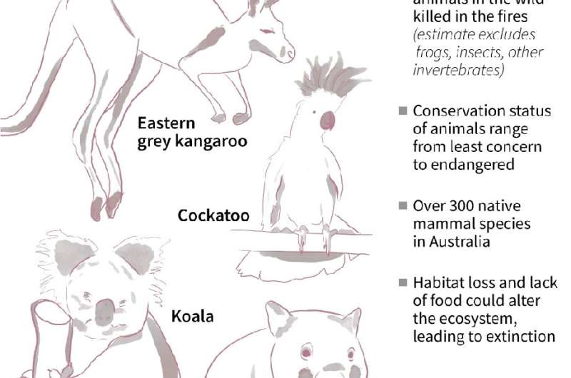 Australia's bushfire wildlife loss