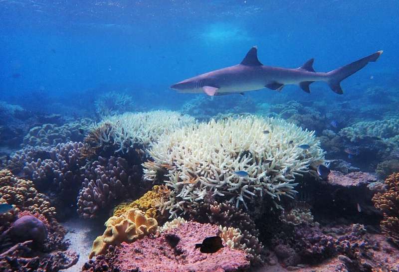 Australia's Great Barrier Reef has suffered its most widespread coral bleaching on record, scientists say, in a dire warning abo