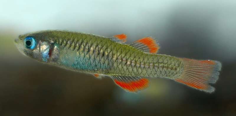 Australia's smallest fish among 22 at risk of extinction within two decades