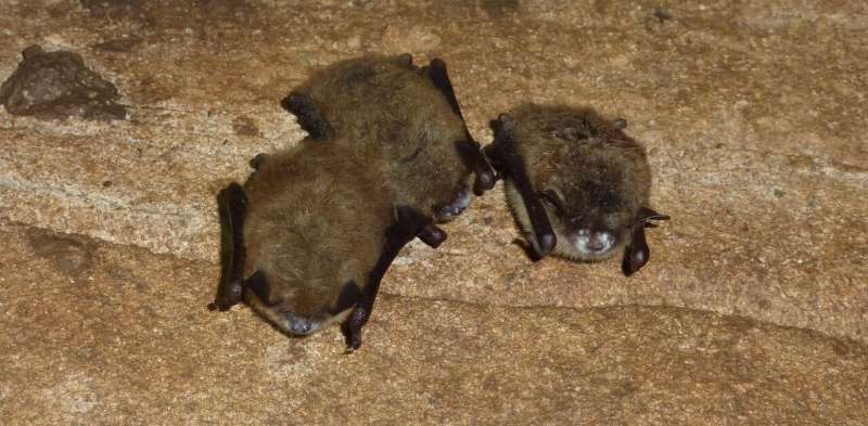 Australia’s threatened bats need protection from a silent killer: white-nose syndrome