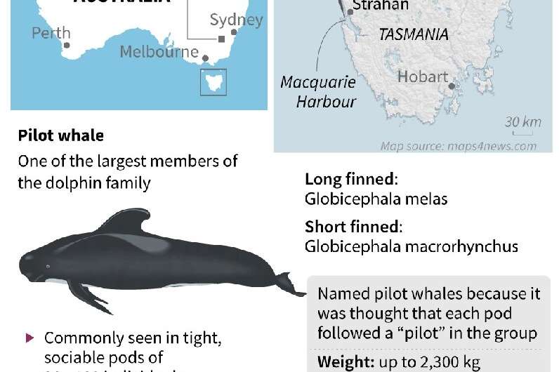 Australia whale strandings
