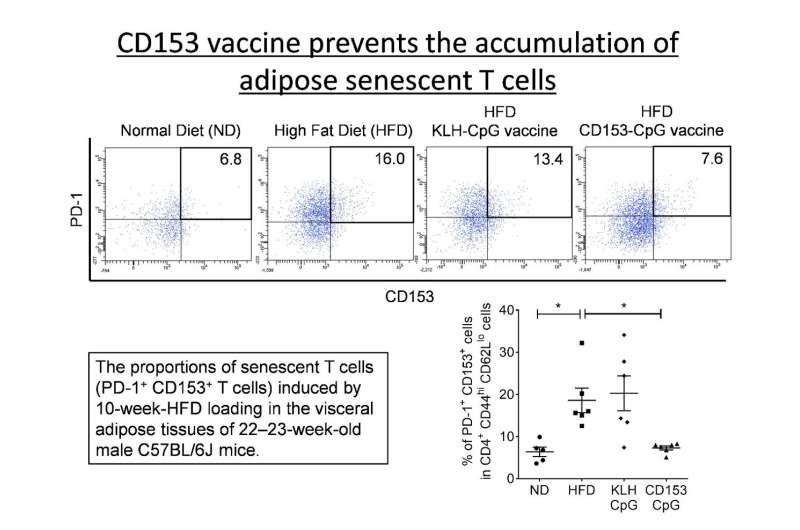 A vaccine targeting aged cells mitigates metabolic disorders in obese mice