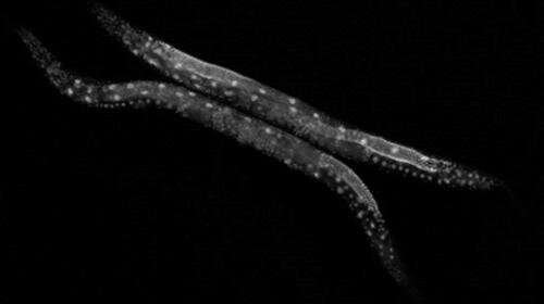Avatar worms help to identify factors that modify genetic diseases