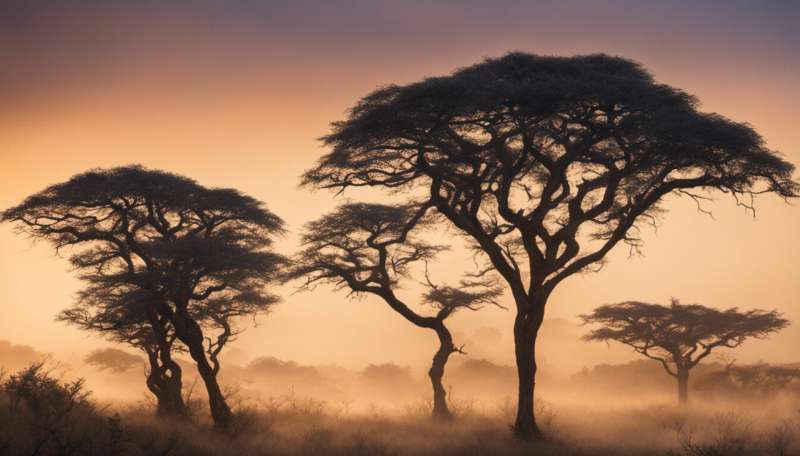 A view on climate change from the treetops of Western Africa