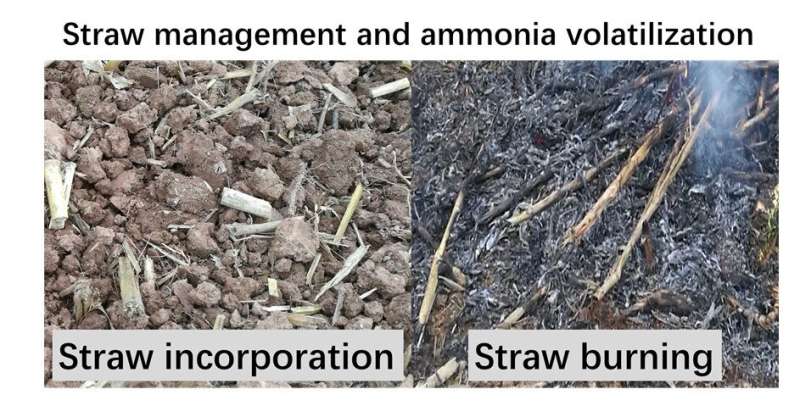 A win-win solution: Shredded straw can enhance soil fertility and reduce ammonia pollution