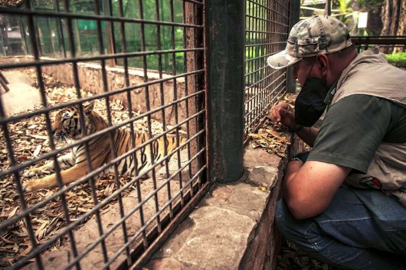 A worker looks at a bengal tiger in Culiacan zoo, Mexico, after it was handed over by its previous owner
