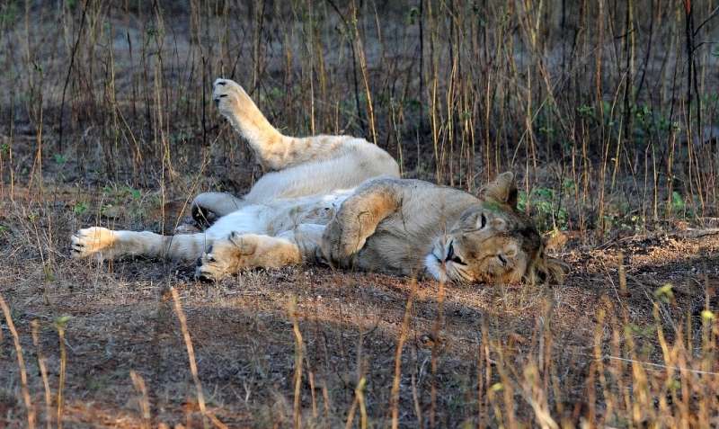 A young Asiatic lion rests after a kill at the Gir Sanctuary in Gujarat, only place they are found in the wild
