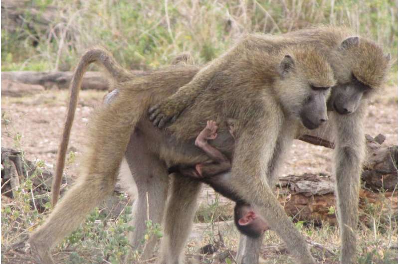 Baboon matriarchs enjoy less stress