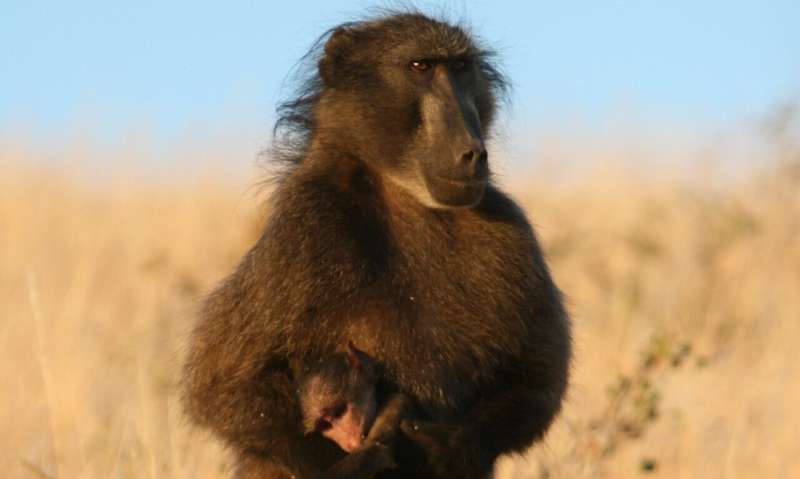 Baboon mothers carry their dead infant up to 10 days