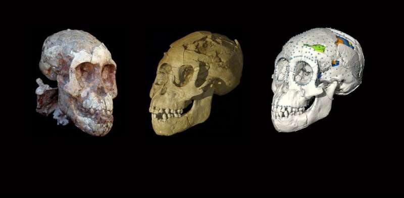 Baby steps: this ancient skull is helping us trace the path that led to modern childhood
