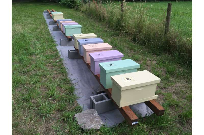 Backyard gardeners can act to help bee populations
