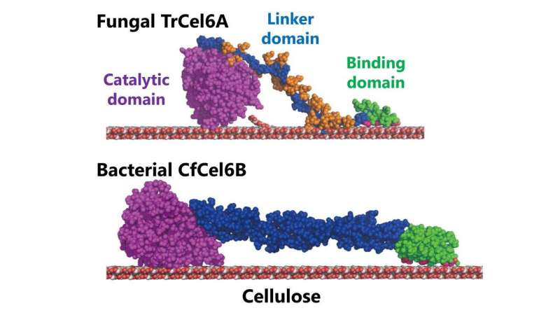 Bacterial cellulose degradation system could give boost to biofuels production