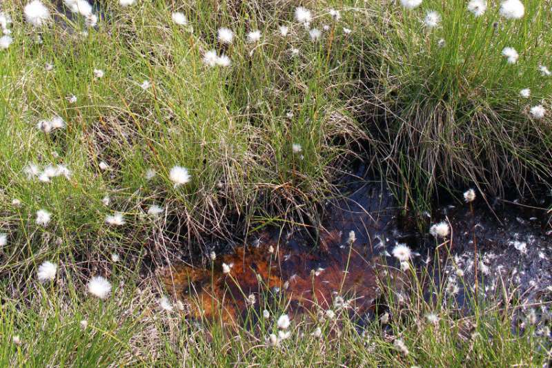 Bacteria release climate-damaging carbon from thawing permafrost