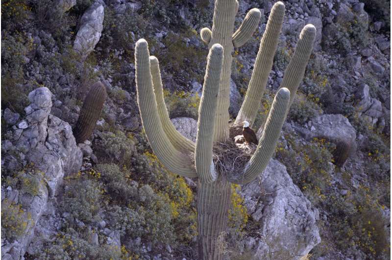 Bald eagles, eaglets found nesting in arms of Arizona cactus