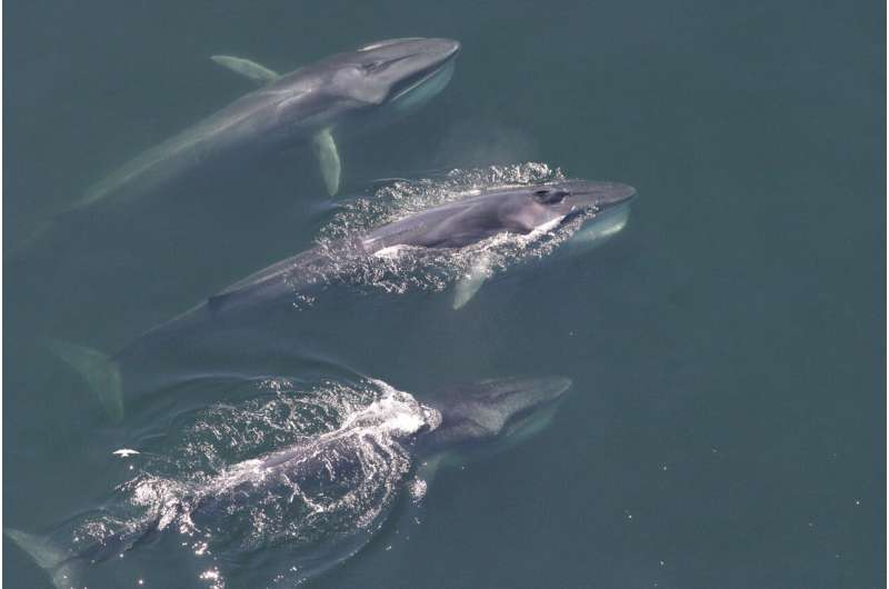 Baleen whales have changed their distribution in the Western North Atlantic