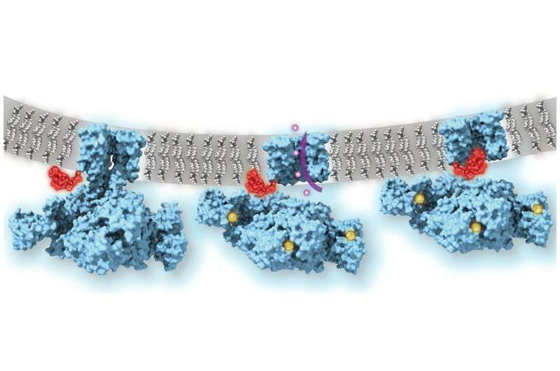 Ball-and-chain inactivation of ion channels visualized by cryo-electron microscopy