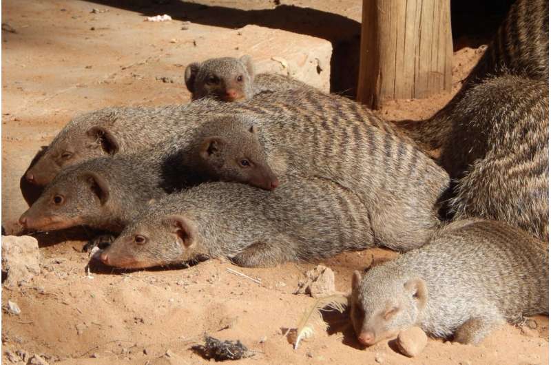 Banded mongoose study reveals how its environment influences the spread of infectious disease
