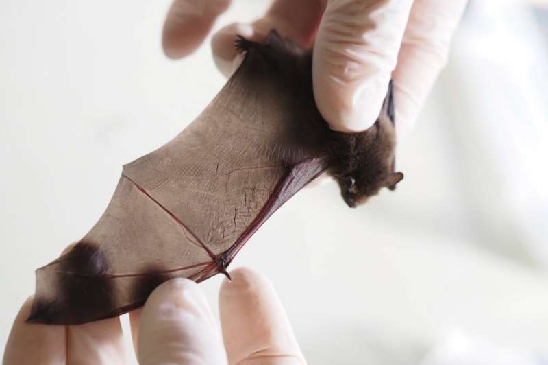 Bats can live up to 30 years