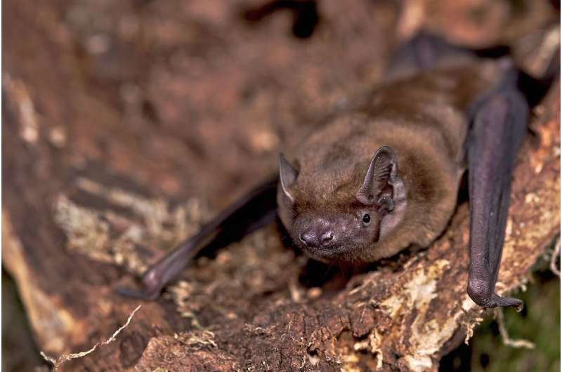 Bats depend on conspecifics when hunting above farmland