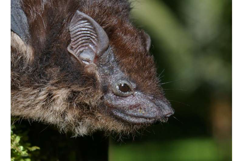 Bats have different song cultures and chatter about food, sleep, sex and other bats