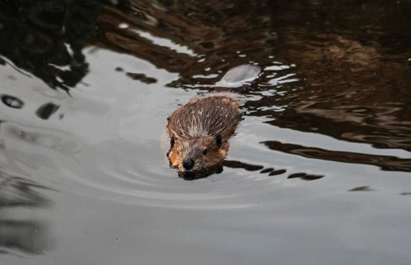 Beavers have been described as &quot;nature's engineers&quot;, whose work can help create wetland habitats to support a range of