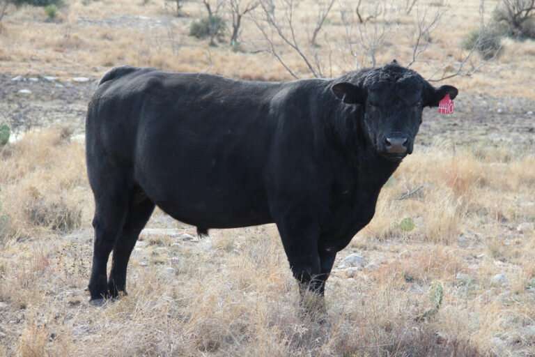 Beef cattle genetics, management critical in fine tuning herds to fit environment
