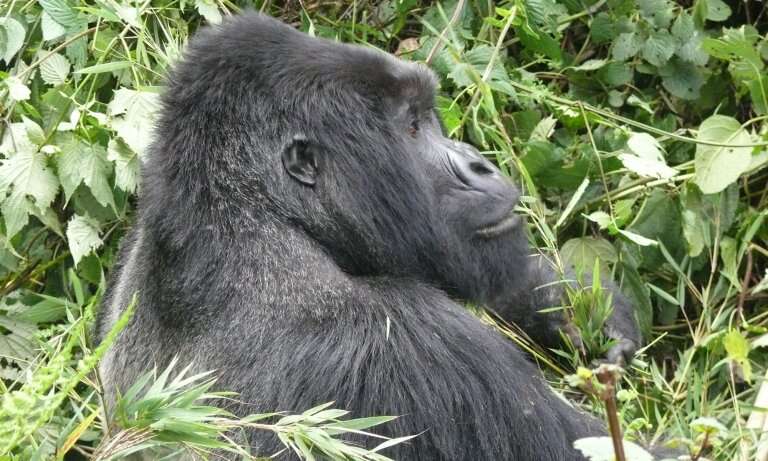 Behind the mask &#8211; In search of gorilla-friendly tourism