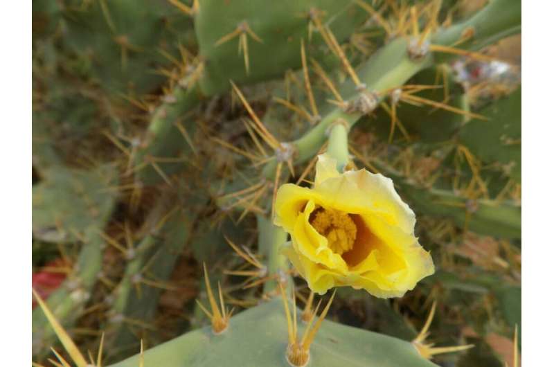 Biocontrol most cost-effective in fight against common pest pear Opuntia stricta