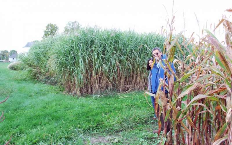 Bioenergy research team sequences miscanthus genome