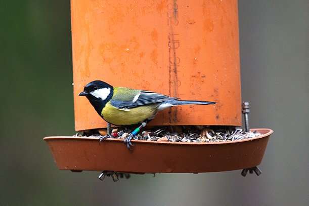 Bird feeding helps females more than males