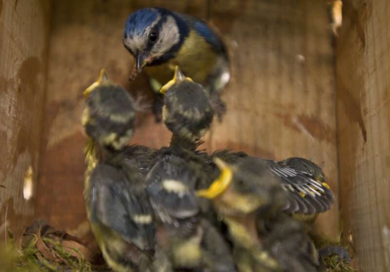 Bird nests attract flying insects and parasites due to higher levels of carbon dioxide