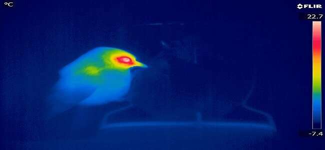 Birds in the wild lower their bill temperature to prevent heat loss