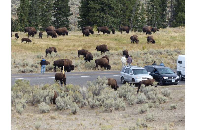 Bison in northern Yellowstone proving to be too much of a good thing