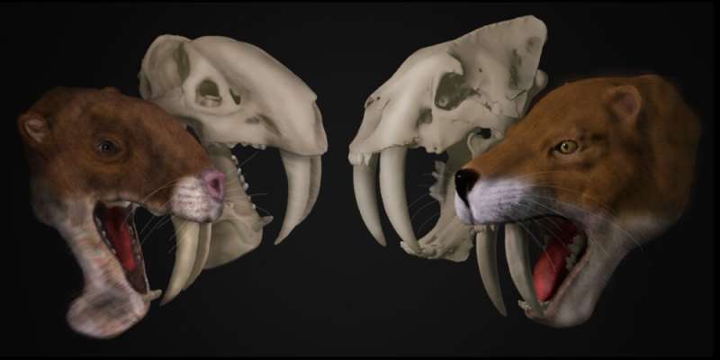 Bizarre saber-tooth predator from South America was no saber-tooth cat