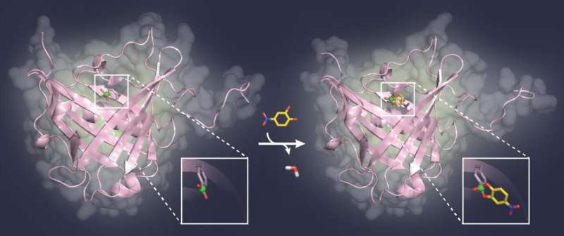 Blocking sugar structures on viruses and tumor cells