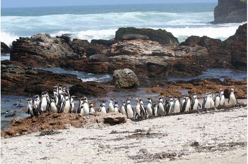 Blood markers predict Humboldt penguin nest type, reproductive success
