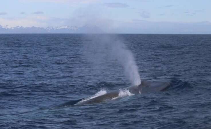 Blue whales return to South Georgia after near extinction
