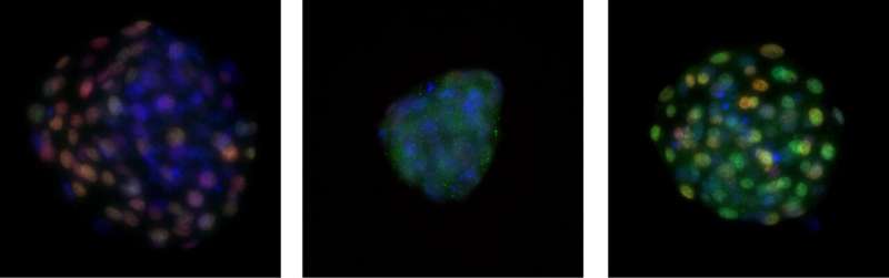 Bovine embryo completely regenerates placenta-forming cells