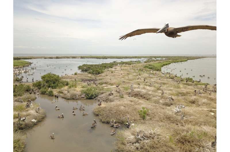 BP oil spill cash rebuilds eroded Louisiana pelican island