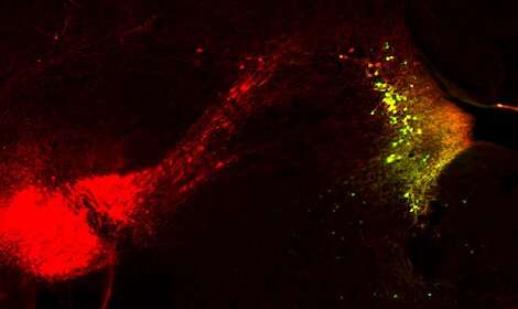Brain-cell helpers powered by norepinephrine during fear-memory formation