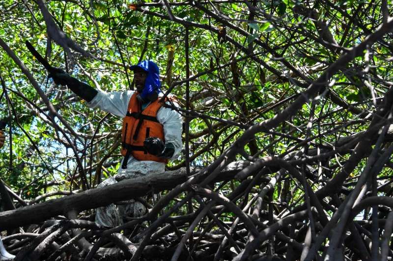 Brazilian court has blocked President Jair Bolsonaro's government from repealing regulations protecting mangroves and other frag