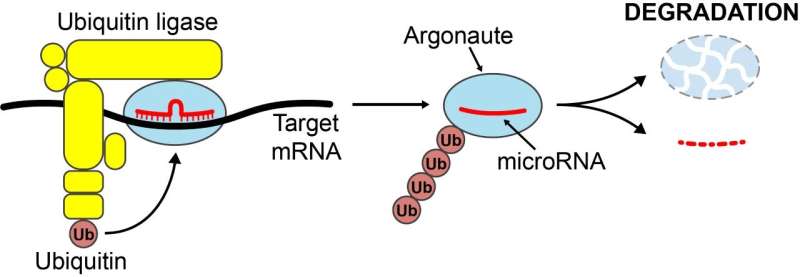 Breaking it down: How cells degrade unwanted micrornas