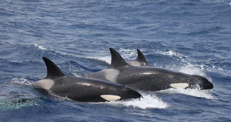 Bremer sub-basin is a killer whale feeding range, and wildlife tourism helps study their behaviour