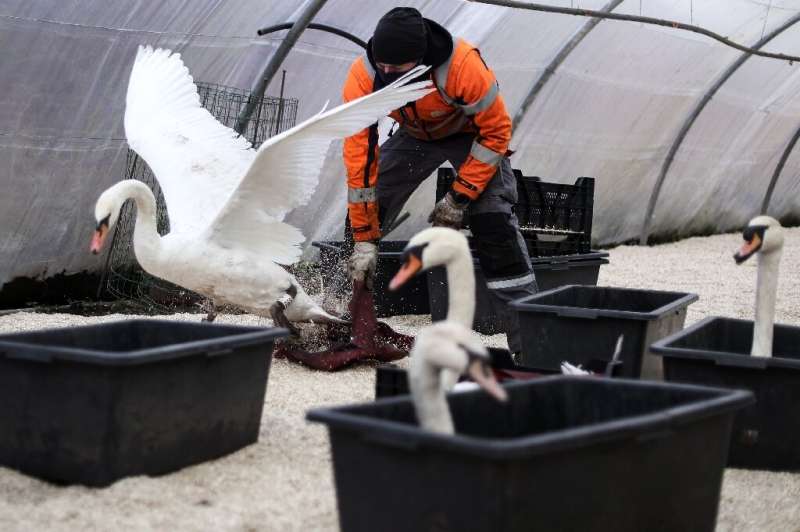 Bruges muncipal workers transfered the city's swans from the canals to a protected aviary