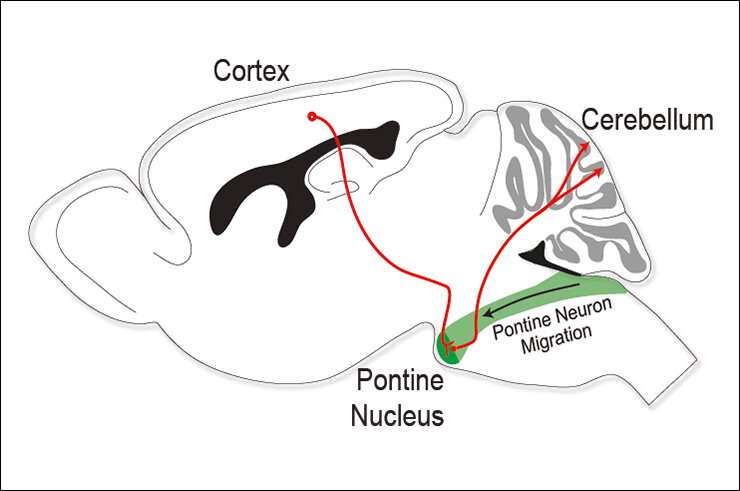 Building corticocerebellar neural circuits
