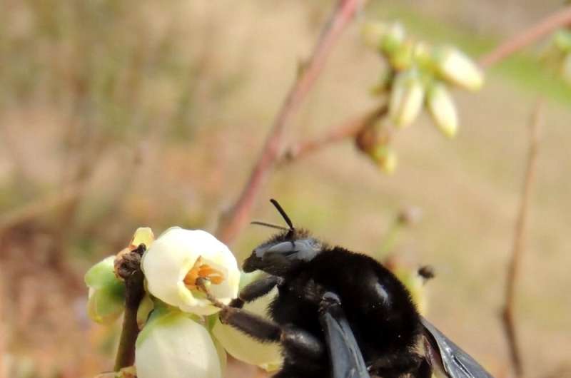 Bumblebee habitats and diets change over their lifecycle